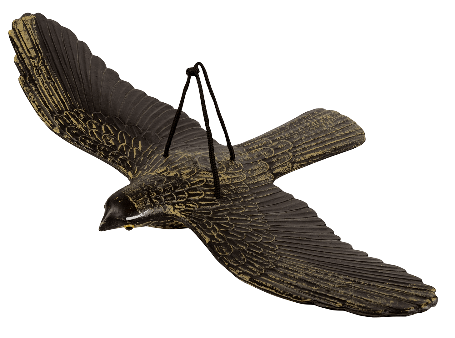 Hawk, large